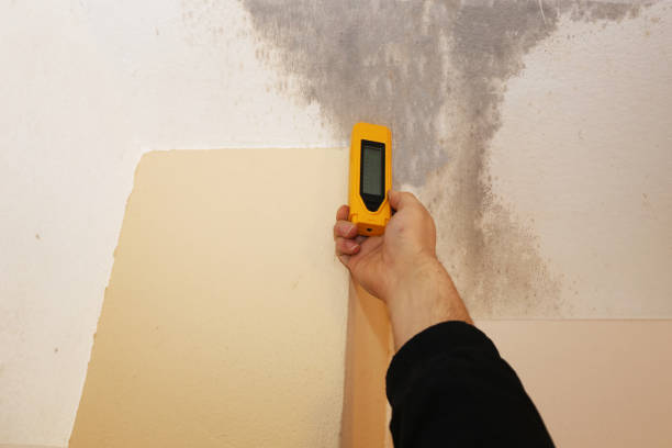 Trusted Cullman, AL Mold Removal Experts