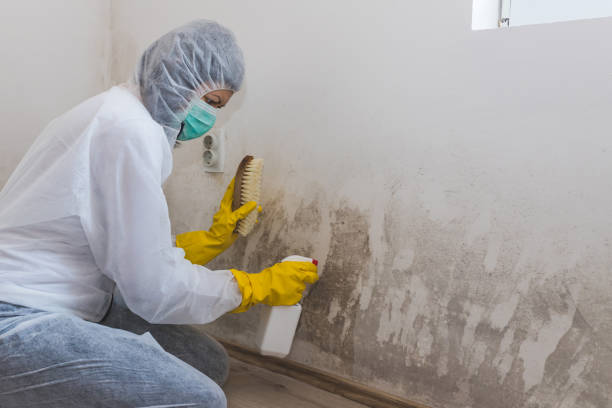 Mold Remediation for Vacation Homes in Cullman, AL