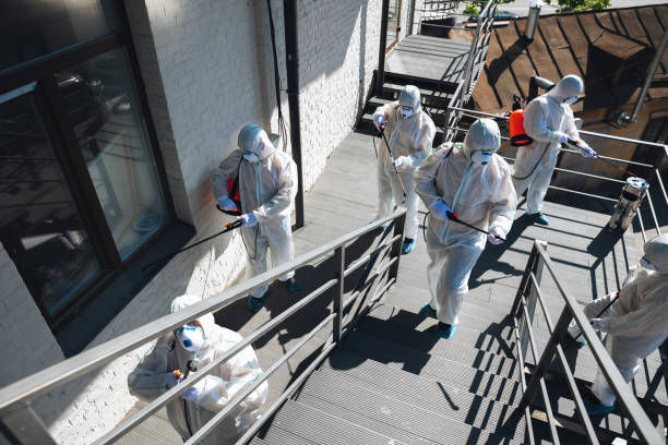 Best Basement Mold Removal  in Cullman, AL