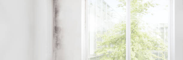 Best HVAC Mold Inspection and Cleaning  in Cullman, AL