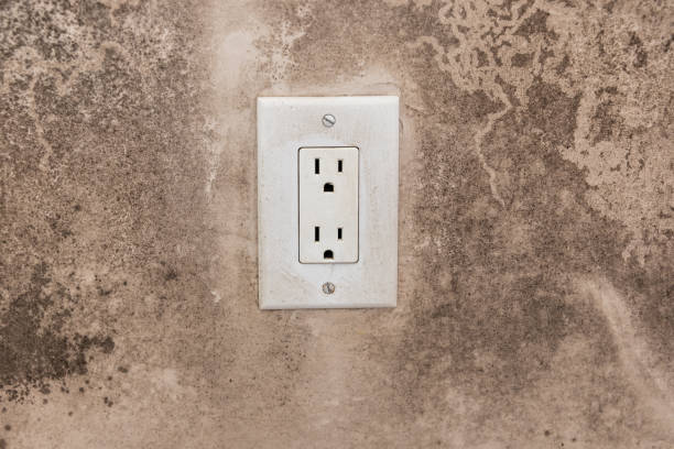 Best Black Mold Removal  in Cullman, AL