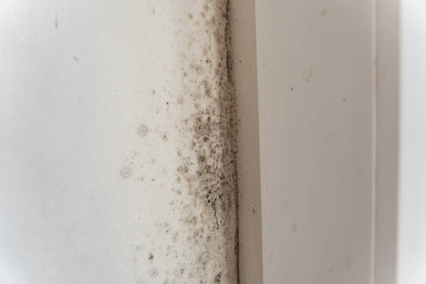 Best Environmental Consulting for Mold Prevention  in Cullman, AL